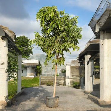 Ficus Amstel Queen - Long Leaf Ficus